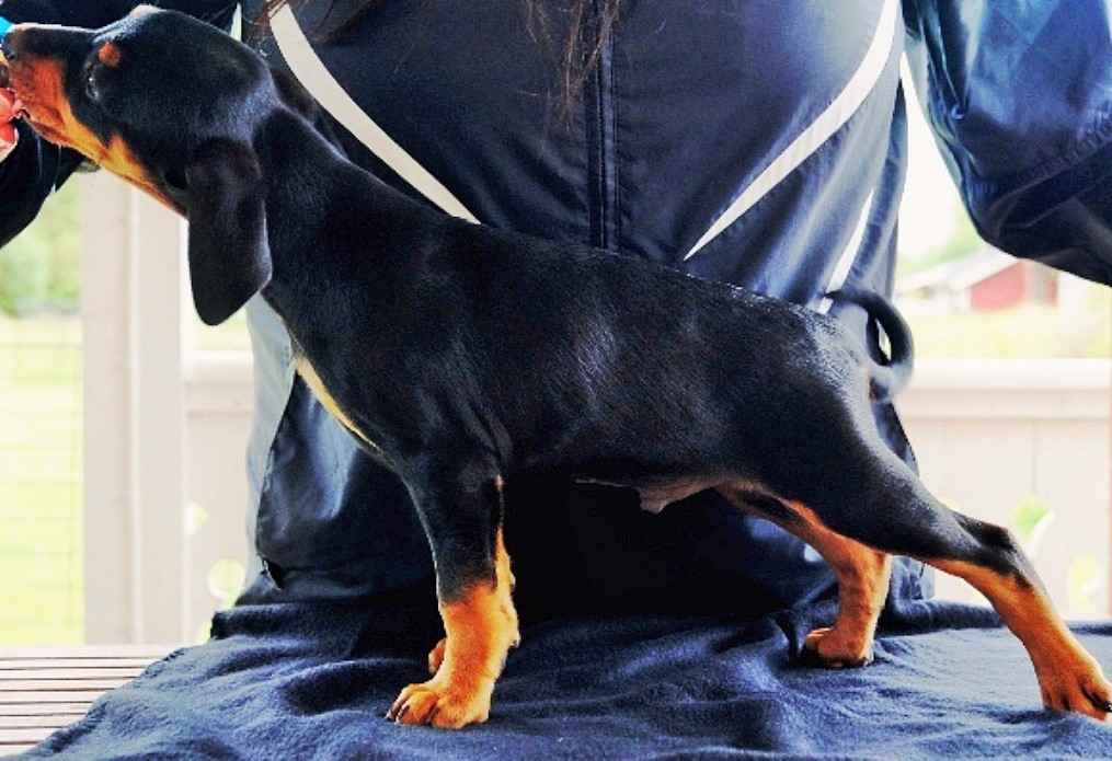 Pinscher * Xélanc Original Onyx